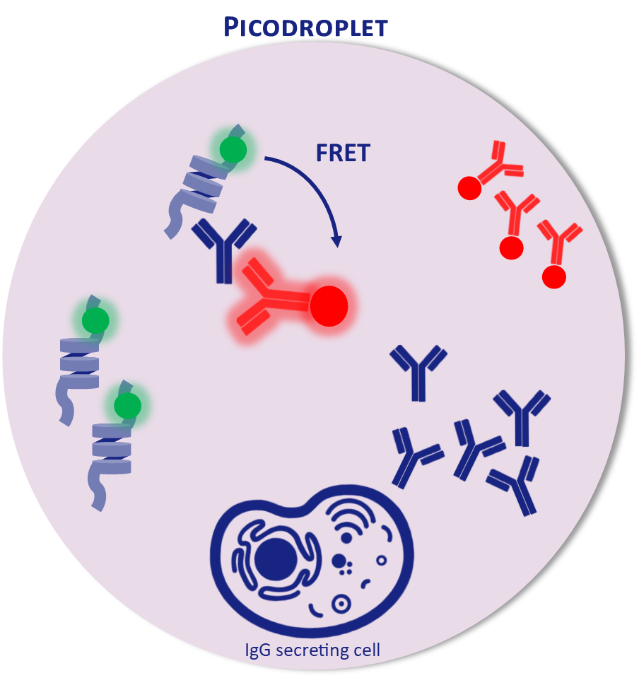 Antibody Discovery  Single B Cell Screening