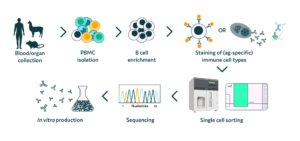 PharmAbs and the Biosensors group’s updated workflow integrating Cyto-Mine®. Revolutionizing Biologics Discovery