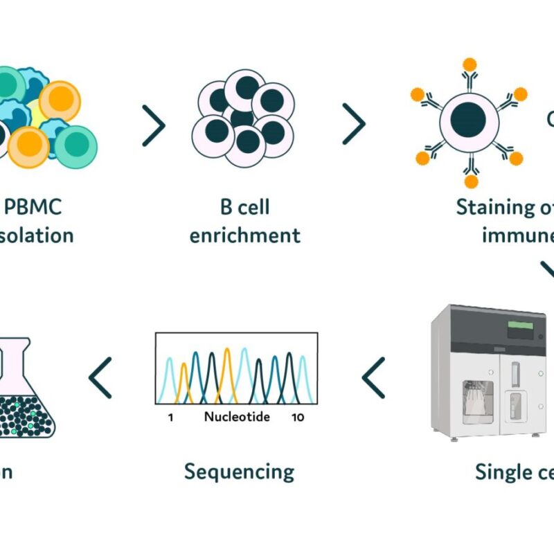 PharmAbs and the Biosensors group’s updated workflow integrating Cyto-Mine®. Revolutionizing Biologics Discovery