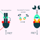 Fc Fusion Assay Graphic